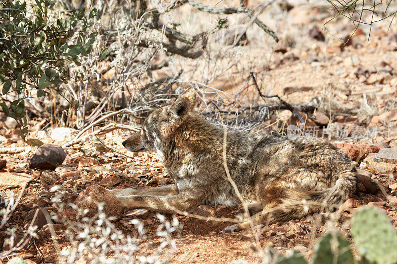 土狼很好地伪装在亚利桑那州索诺兰沙漠