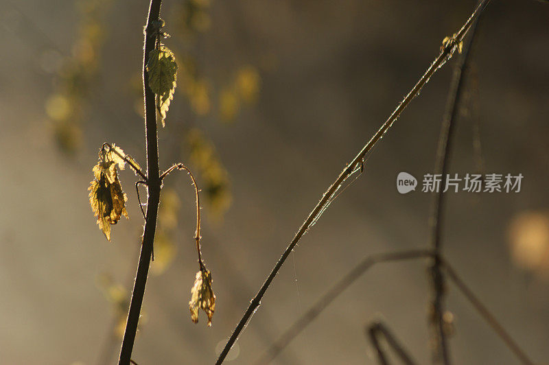 雾中的小树枝