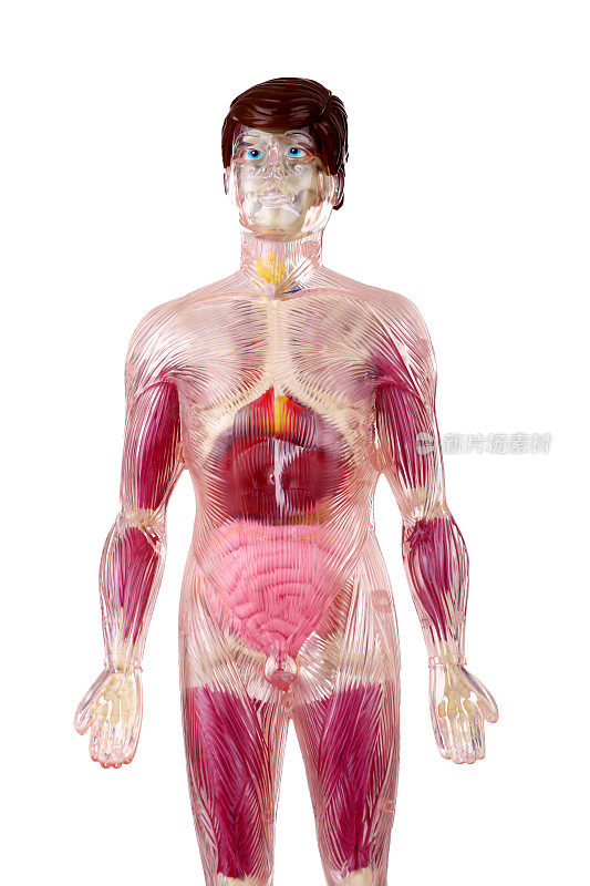 男性肌肉骨骼系统4