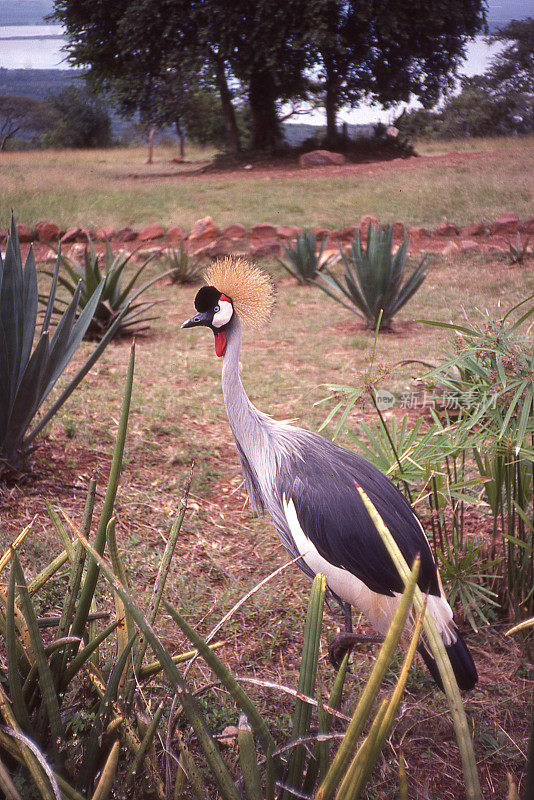 鹤穿过卢旺达阿卡格拉国家公园
