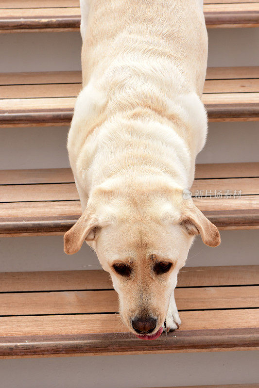 拉布拉多寻回犬