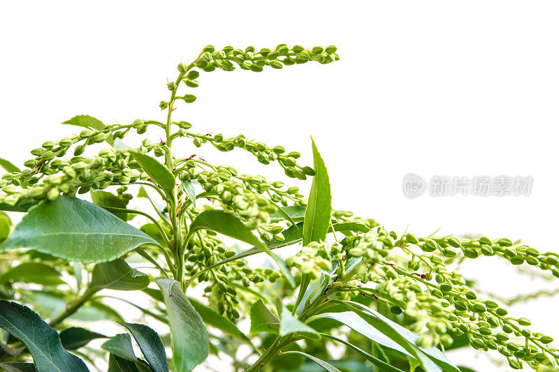 粉蝶植株闭花期花近，上白