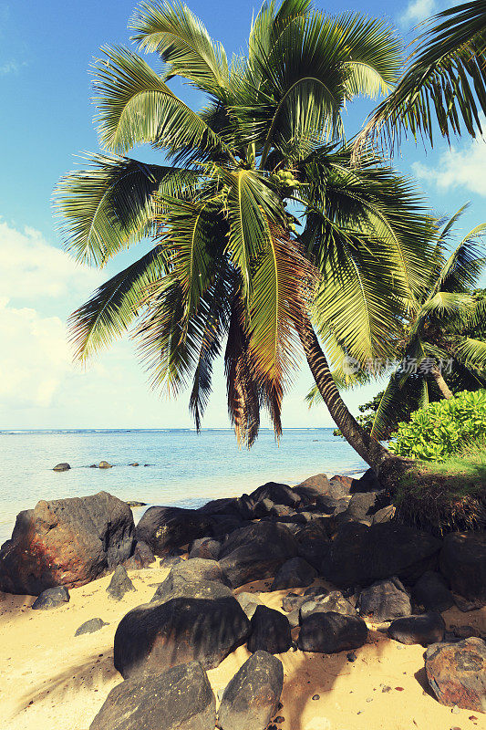 岩石海滩上的一棵棕榈树
