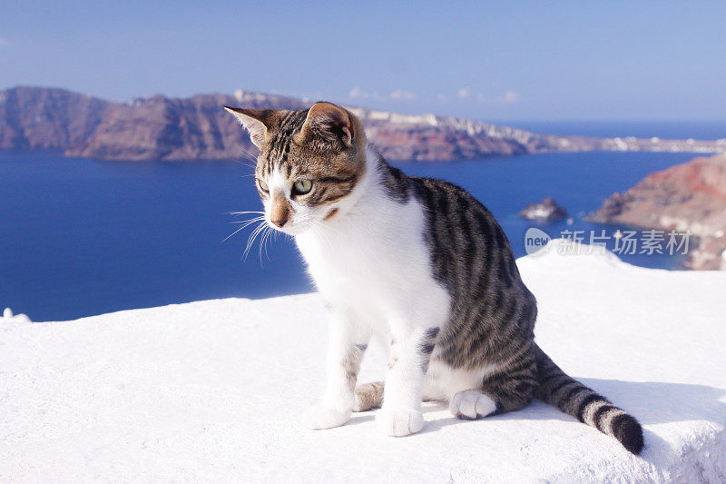 希腊圣托里尼岛的流浪猫