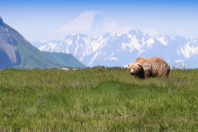 标志性的阿拉斯加棕熊和雪山