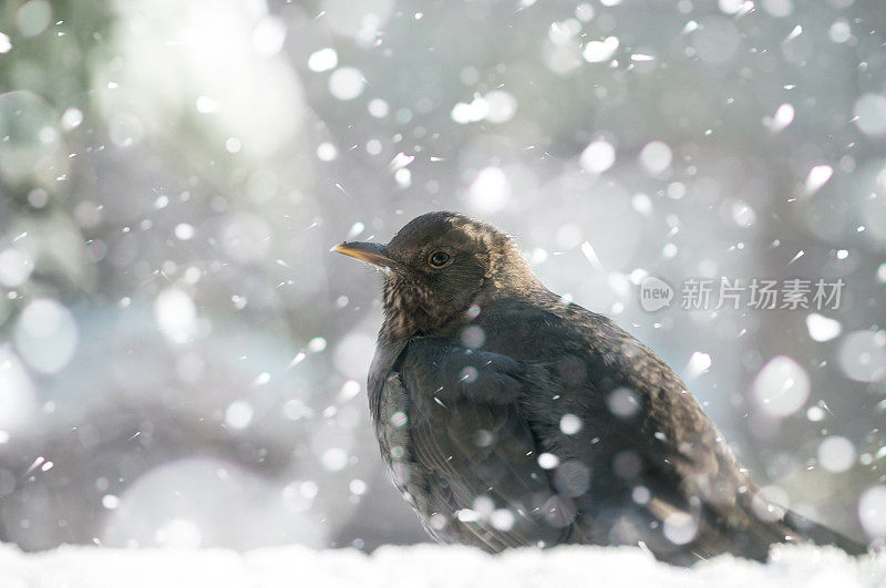 女黑鸟坐在雪中，而飘落的雪花