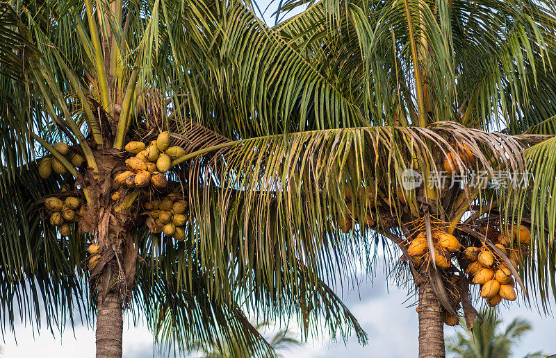 两个椰子树