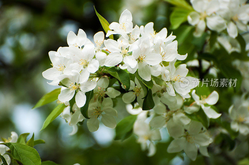 苹果花