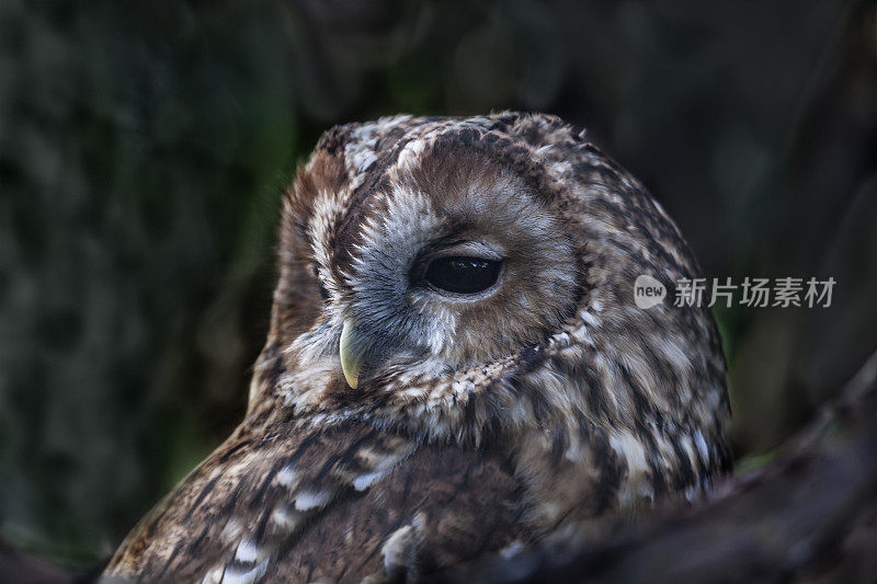 黑暗森林里的茶色猫头鹰(斯特里克斯·阿卢科饰)