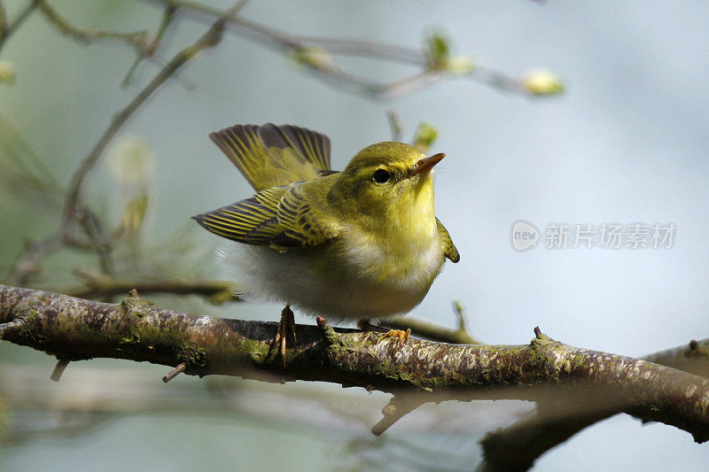 林莺(黄莺)