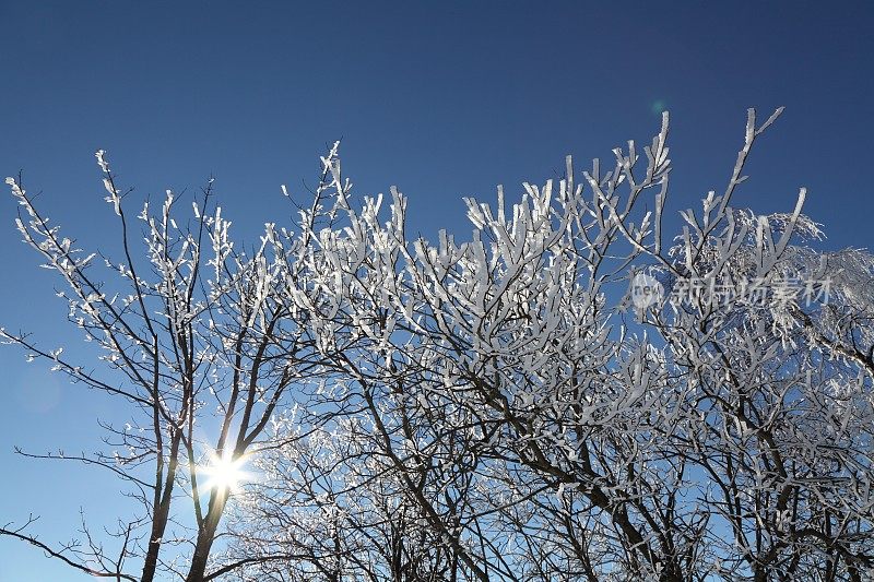 冬天的风景与树木前面的蓝天
