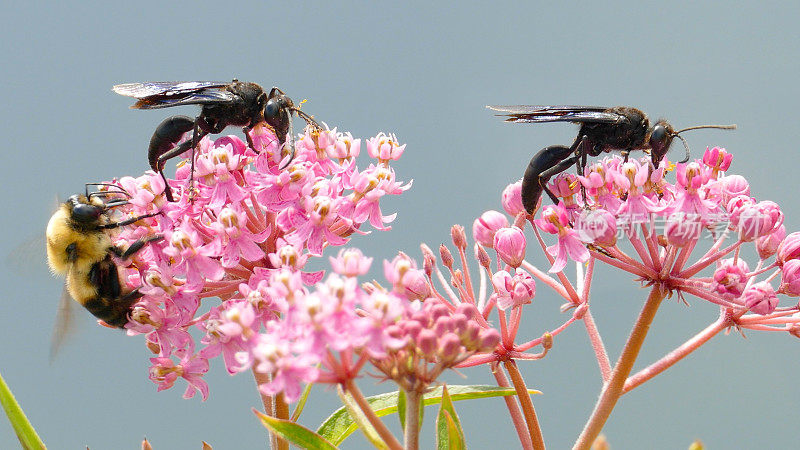 黄蜂和蜜蜂从粉红色的花朵中采集花蜜