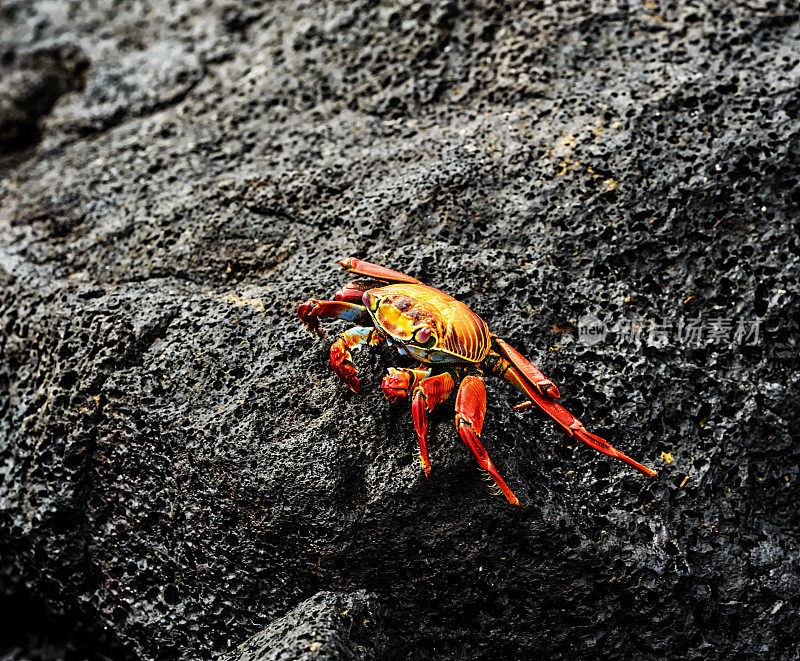 加拉帕戈斯群岛的莎莉莱特福特螃蟹