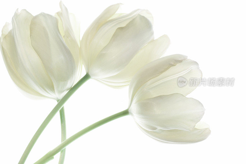 白色郁金香花