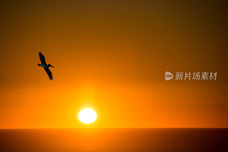 棕色鹈鹕飞过科尔特斯海-日落