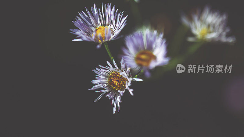 阳光下的新英格兰紫菀(新紫菀属)