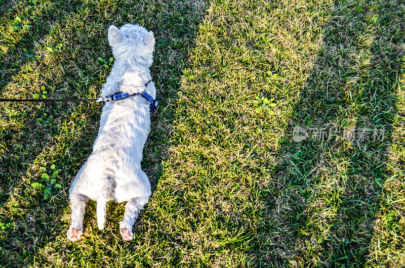 草地上的狗