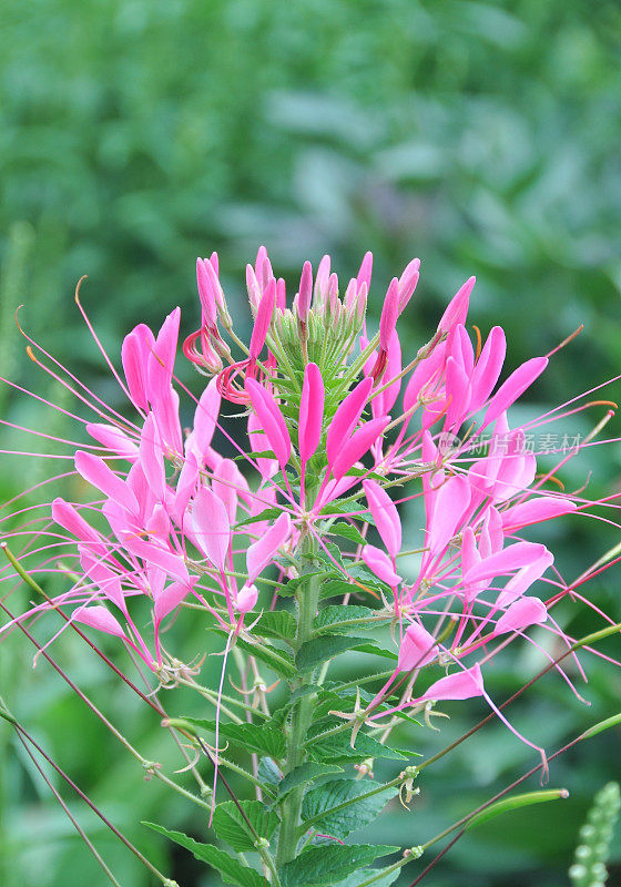 粉红色Cleome蜘蛛花