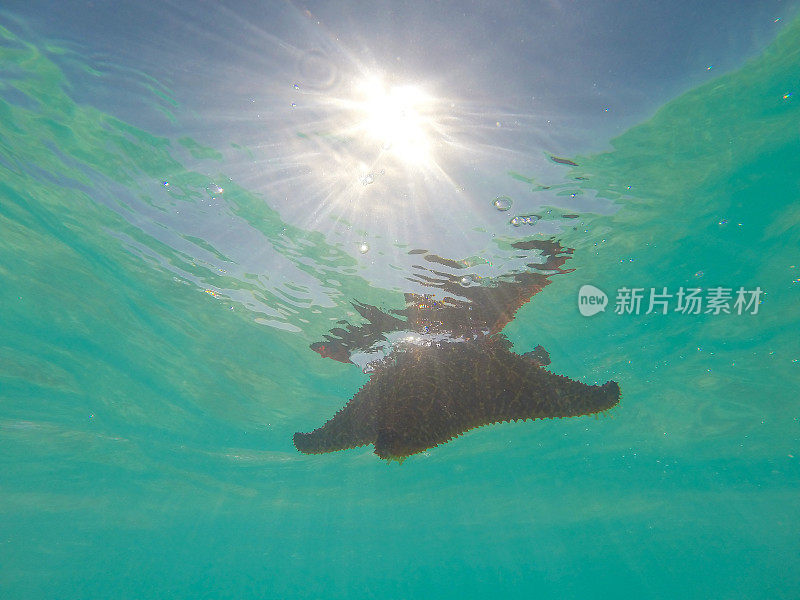 巨大的红色海星在海里游泳