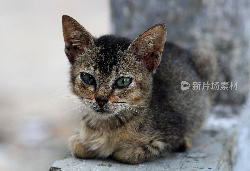 可爱的小猫