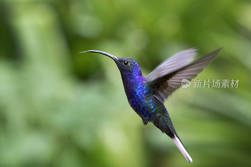 飞着舌头的紫齿蜂鸟