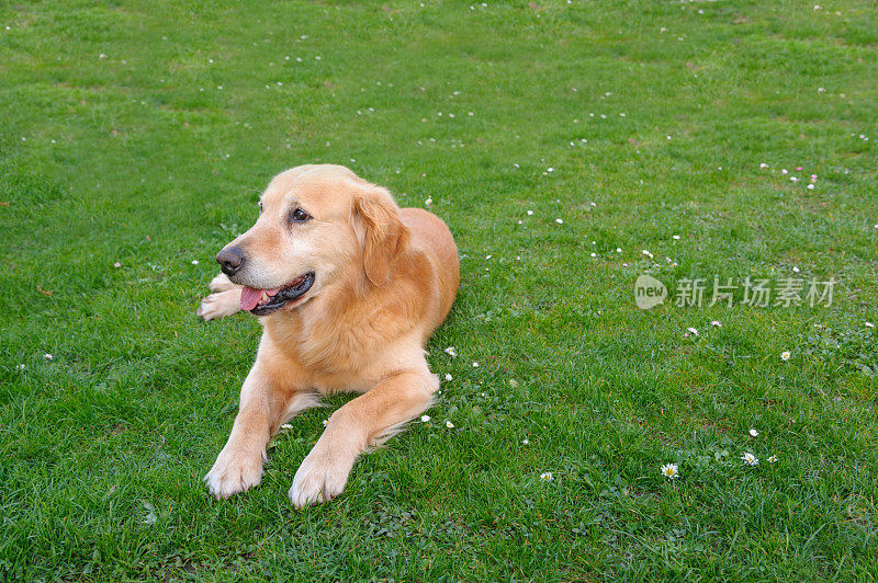 金毛猎犬摆姿势