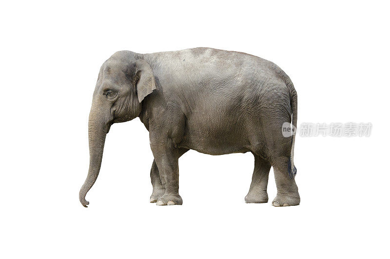大象孤立在白色上