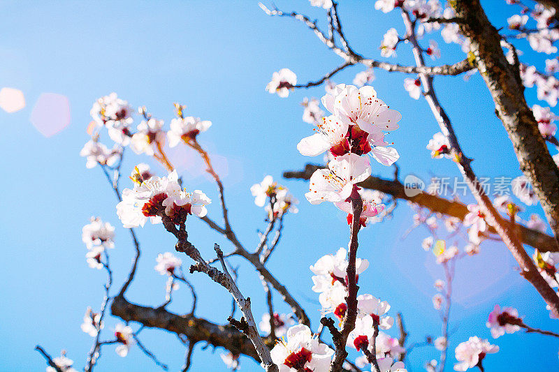 杏树花盛开