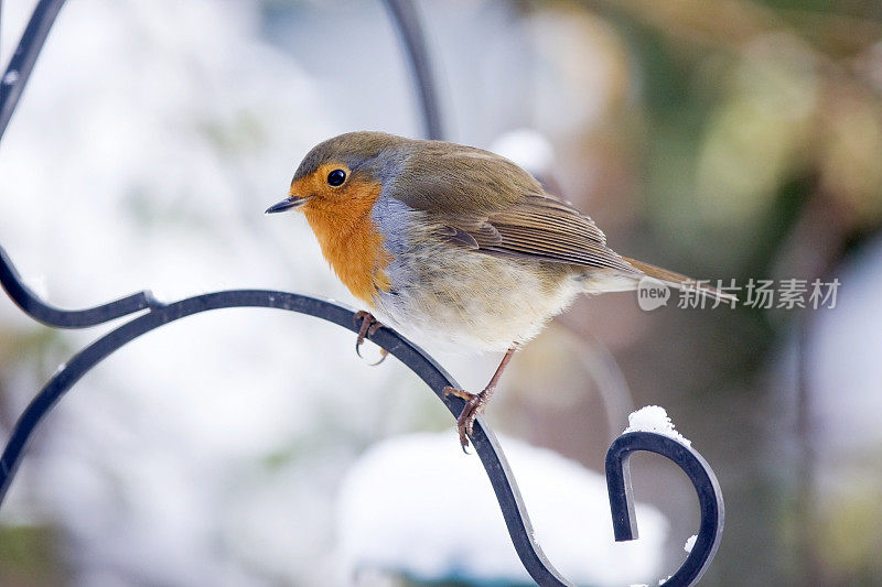 罗宾(红心rubecula)