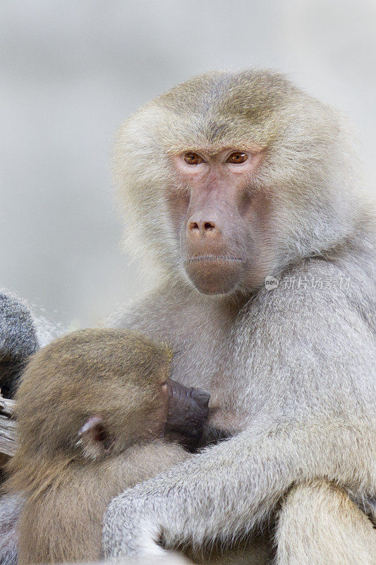 小Hamadryas狒狒在母亲身上哺乳