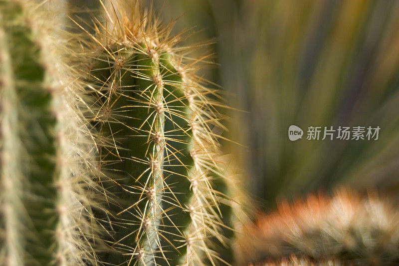 仙人掌房子植物