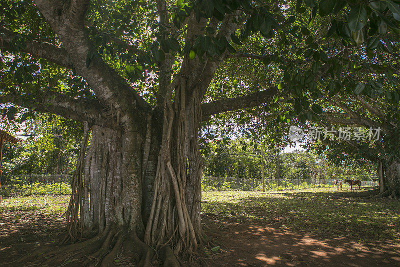 古巴比纳尔斯的比纳尔德里约热内卢谷的热带树木