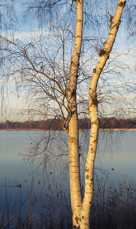 湖边有一棵桦树