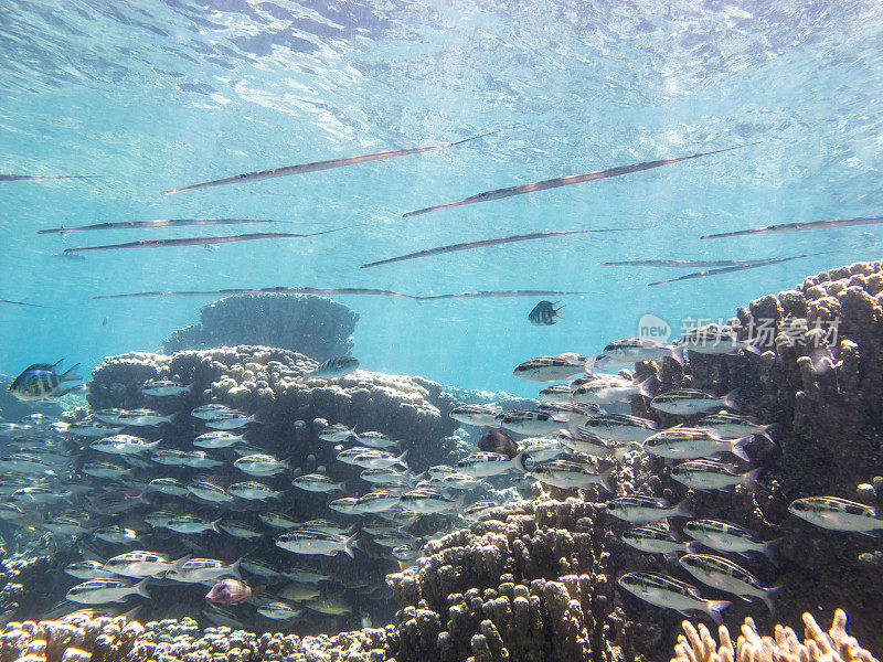 清澈的热带水域，有珊瑚礁和鱼