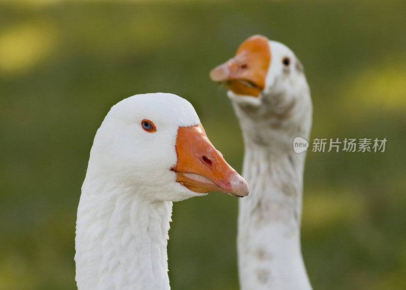 鹅特写