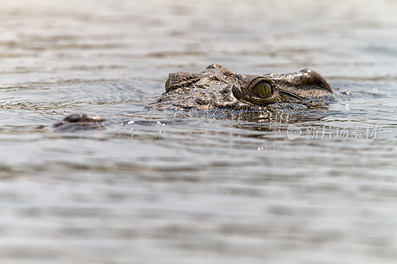 尼罗河鳄鱼，赞比亚，博茨瓦纳