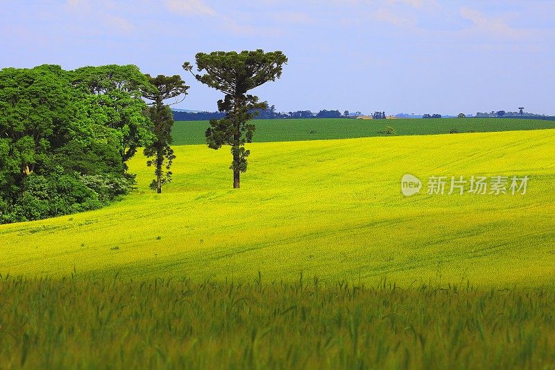 巴西南部，绿色的南洋杉和绿色的麦田