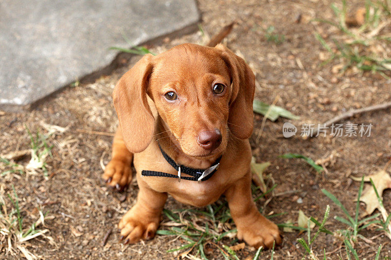 达克斯猎犬小狗