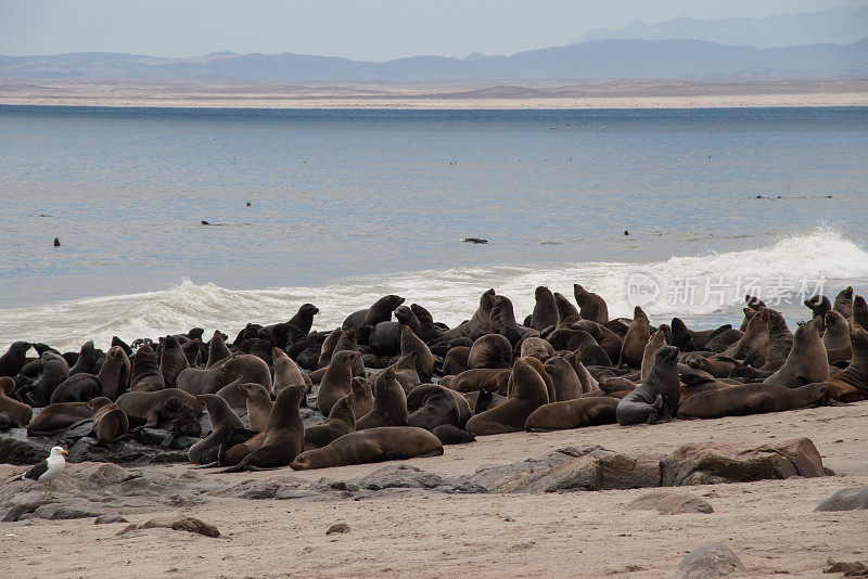 纳米比亚十字角海豹殖民地