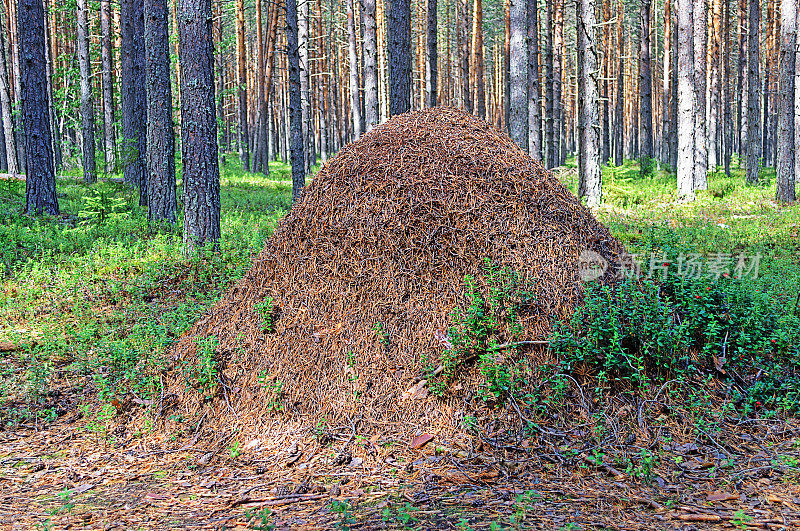 树林里的大蚁丘