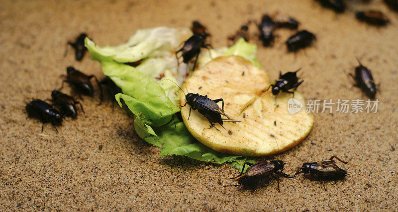蟑螂吃剩饭