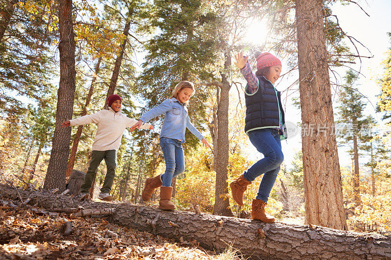 在秋天的林地里，孩子们在树上玩耍和平衡