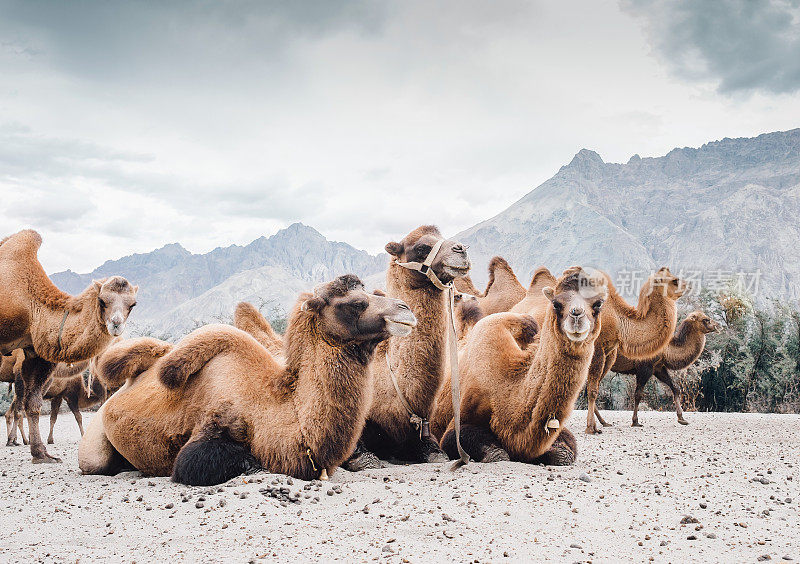 印度努布拉山谷沙漠上的骆驼群