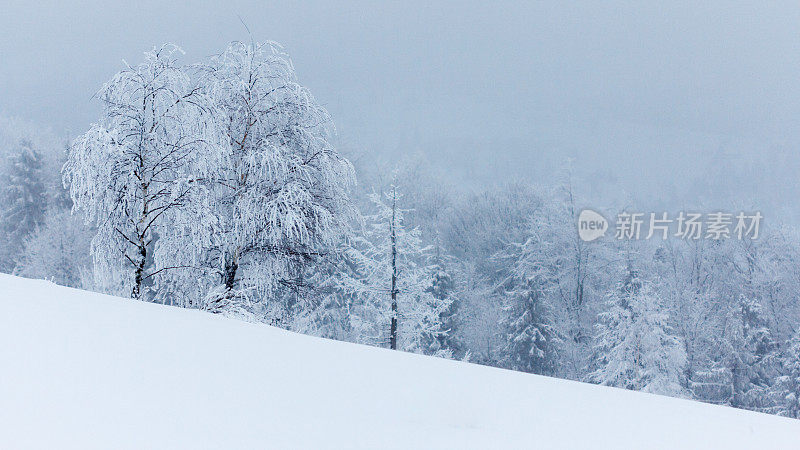 冬天的风景有雪冷杉树