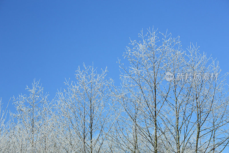 加拿大不列颠哥伦比亚省的雪树和蓝天