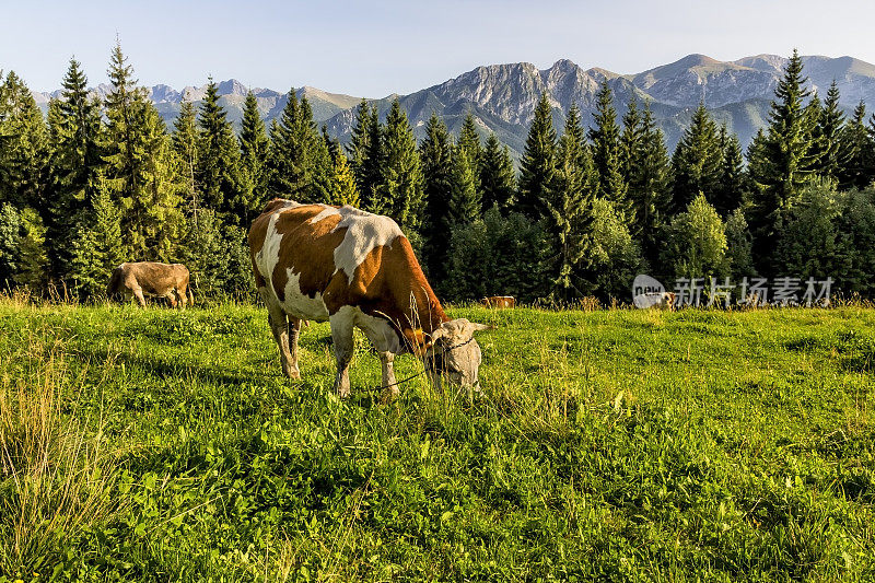 牛在山上放牧