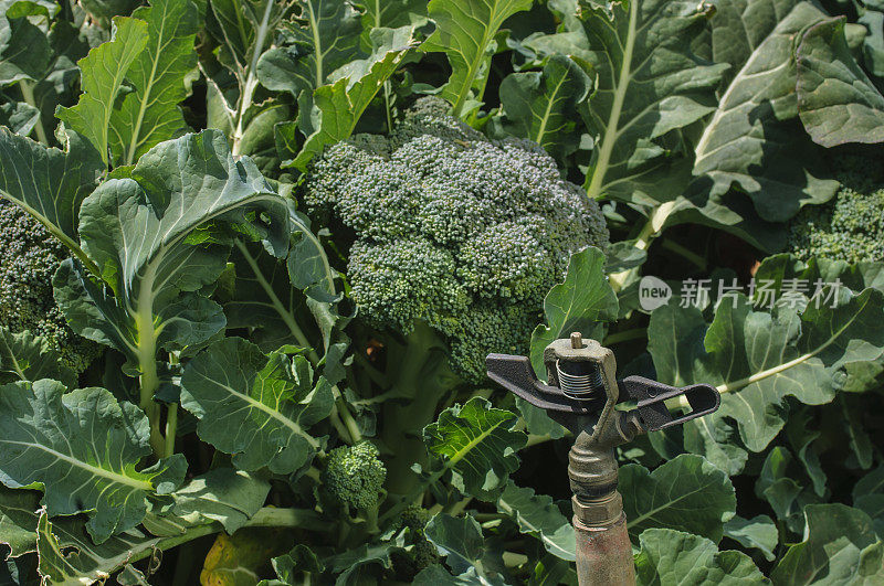 特写花椰菜簇和灌溉喷头