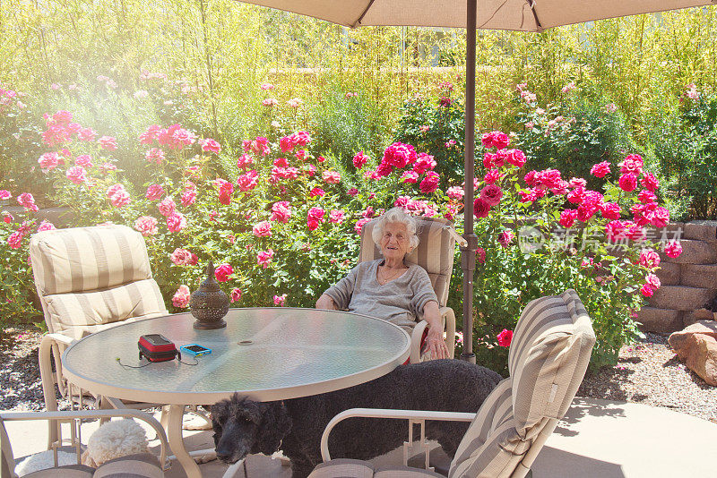 老妇人坐在后院的玫瑰园里