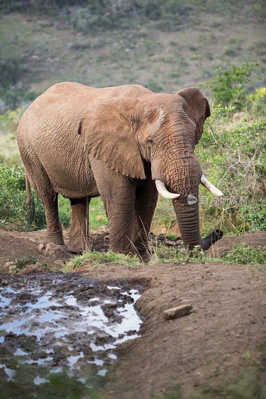 靠近水坑的非洲象。