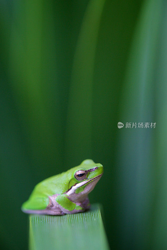 东部莎草青蛙